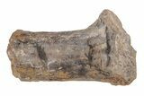 Dimetrodon Neural Spine Bone - Texas Red Beds #218714-1